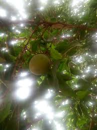 Image result for Irvingiaceae