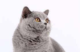 Kittens free to good home glasgow. Cats Kittens For Sale In Scotland Glasgow Edinburgh Petsyoulove