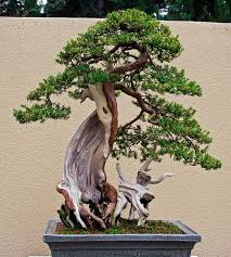 pin on bonsai