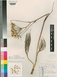 Image result for Afrosciadium