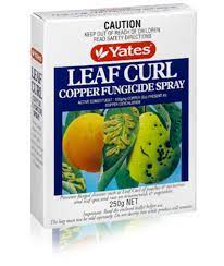 Some insect pests will cause some leaf curl. Yates 250g Leaf Curl Copper Fungicide Spray Yates Gardening Australia