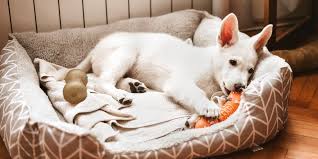 It comes in multiple dimensions and can hold up. The 14 Best Dog Beds Of 2021 According To Experts