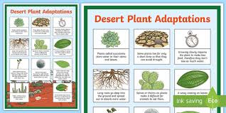 Spines help the cactus in several ways. Desert Plant Adaptations Display Poster Teaching Resource
