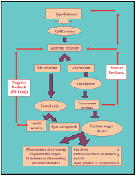 Physiology Of The Male Reproductive System Boundless