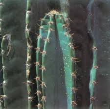 Photo examples included of course. Peruvian Apple Cactus A Portrait Of A House Plant Howstuffworks