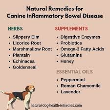 Dogs With Ibd Inflammatory Bowel Disease Can Benefit From These Natural Remedies Dogheal Inflammatory Bowel Disease Dogs Health Remedies Natural Dog Health
