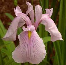 Nzata Otarabirch Japanese Iris In New Zealand Japanese Iris Planting Flowers Lush Garden