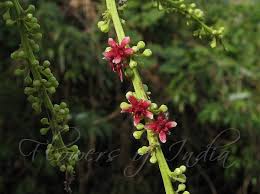 Image result for Homalium