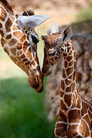 Stunning Wildlife On Twitter Cute Animals Animal Photography Animals Wild