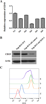 Uncover why sh5 construction corp is the best company for you. Down Regulation Of Cd19 Expression Inhibits Proliferation Adhesion Migration And Invasion And Promotes Apoptosis And The Efficacy Of Chemotherapeutic Agents And Imatinib In Sup B15 Cells Wu 2018 Cell Biology International