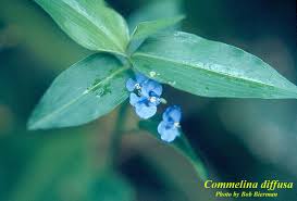 Image result for Commelina subulata