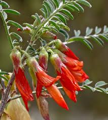 Image result for Lessertia pauciflora