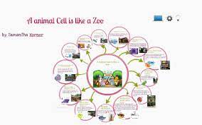 Maybe you would like to learn more about one of these? A Animal Cell Is Like A Zoo By Samantha Horner