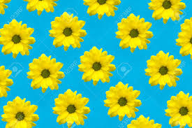 Search 123rf with an image instead of text. Wallpapers A Lot Of Yellow Flowers On A Blue Background Stock Photo Picture And Royalty Free Image Image 94901897