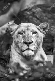 Photo Noir Et Blanc De Lion Collection Photos D Art Regards D Afrique En Noir Et Blanc Deux ours grizzlis (bruns) se battent. photo noir et blanc de lion