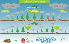 sustainable working forests create