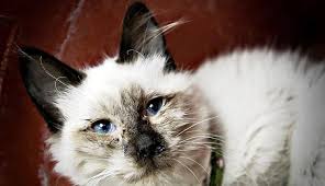 Kedilerde Coronavirus Ve Fip