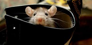 Cara halau tikus dalam enjin kereta. Kenapa Kucing Tak Suka Makan Tikus Bandar Alam Tikus