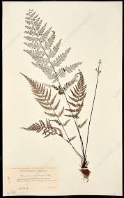 Image result for Pityrogramma