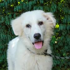Great Pyrenees and Anatolian Shepherd puppies ready to go to their forever  home! Only a few boys and girls left!