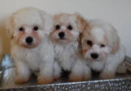 We understand that adopting a puppy is a huge responsibility, so don't be afraid to give us a call! Maltipoo Femail Puppy For Sale In Tampa Florida Classified Americanlisted Com
