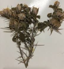 Image result for Barleria holubii