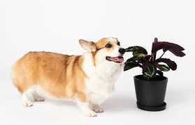 It's not possible to keep tabs on your. Indoor Plants Safe For Cats And Dogs Bloomscape