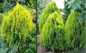 Here at liner source, inc., we want to provide you with the best. Berkman S Golden Arborvitae Is A Dense Coniferous Evergreen With A Pyramidal Form And Flattened Hands Of Foliage Ti Arborvitae Evergreen Shrubs Shrubs For Sale