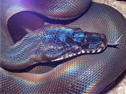 Http Weheartit Com Pinkblood Discovered By Snake Rainbow Snake Cool Snakes