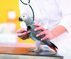 Check spelling or type a new query. How To Find A Vet For Your Exotic Pet Royal Examiner