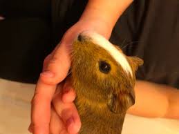 You can bathe or rinse your puppy more often if they get very muddy and after swimming in salt water. How To Bathe A Guinea Pig 4 Steps Instructables