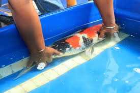 Pengobatan 12 Penyakit Ikan Koi Artikel Pertanian Terbaru Berita Pertanian Terbaru