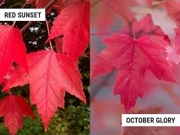 October glory red maple tree acer rubrum 'october glory'. Red Sunset Maple Vs October Glory Differences And Similarities World Of Garden Plants