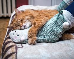 cat sleeping in a bedの画像