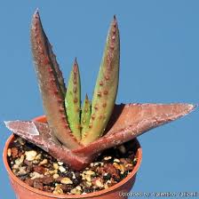Image result for Aloe pienaarii