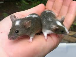 And hairless mice have been used to grow human ears Pet Mice Guide To Caring For A Fancy Mouse Pethelpful