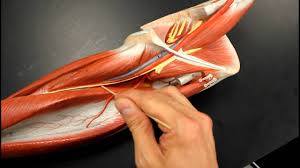 Severe cases can lead to passing out, abnormally low blood pressure, and sudden death. Circulatory System Anatomy Systemic Circulation Arteries Upper Lower Extremity Model Description Youtube