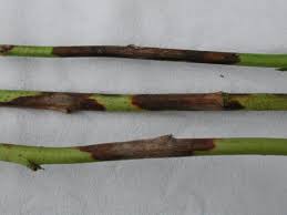 Image result for Raspberry spur blight