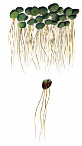 Image result for Spirodela