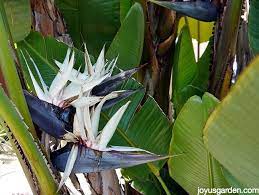 Why Are My Giant Bird Of Paradise Leaf Edges Turning Brown Birds Of Paradise Plant Birds Of Paradise Paradise Plant