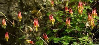Perfect Native Ohio Woodland Flowers And Description Woodland Flowers Amazing Flowers Flowers