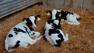 Pneumonia How To Defeat A Calf Killer Farming Independent
