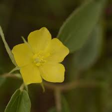 Image result for Melhania forbesii