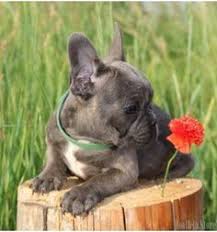 Feel free to browse hundreds of active classified puppy for sale listings, from dog breeders in pa and the surrounding areas. 900 Buldog Ideas Bulldog Bulldog Puppies Puppies