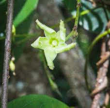 Image result for Allocassine laurifolia