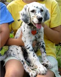 גורי סטר אנגלי גזעיים english setter pedigree puppies for families wanting a loving loyal. Cute Brindle English Setter Puppy