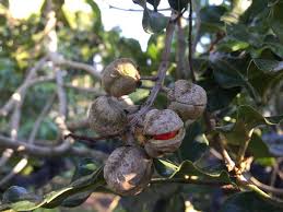 Image result for Bersama lucens