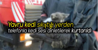 Yavru Kedi Sikistigi Yerden Telefonla Kedi Sesi Dinletilerek Kurtarildi Karabuk Derin Haber Karabuk Haber In Dogru Adresikarabuk Derin Haber Karabuk Haber In Dogru Adresi
