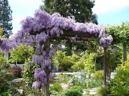 Il Faut Maltraiter Les Glycines Pour Obtenir Des Fleurs Plante Grimpante Exterieur Jardin De Reve