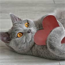 幸せを運ぶ猫。縁起のよいと言われる猫ってどんな猫？ | 猫壱（necoichi）